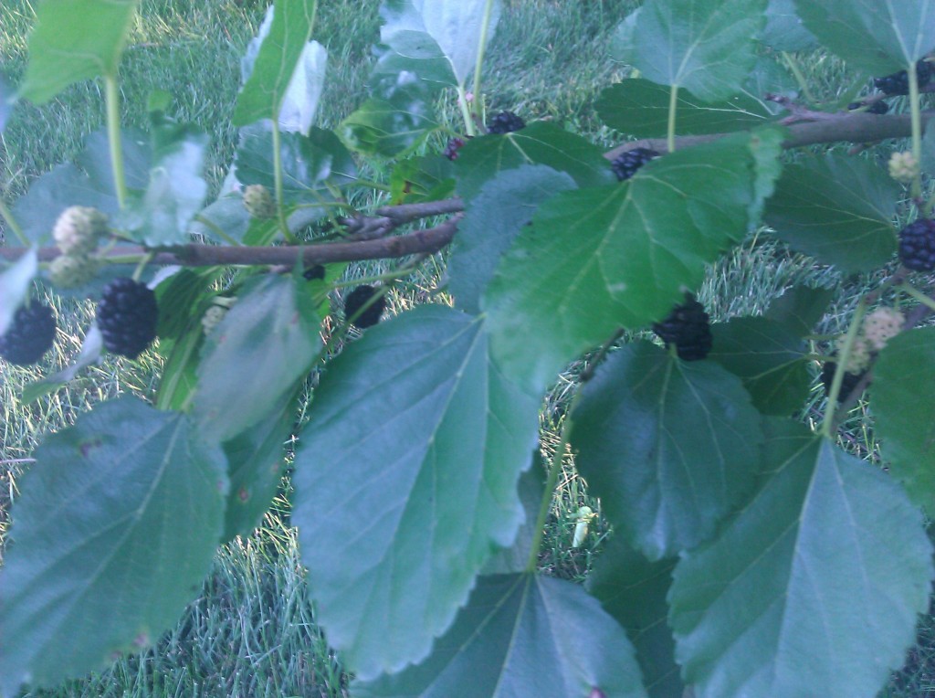 Princess MoMo » The Berry Tree